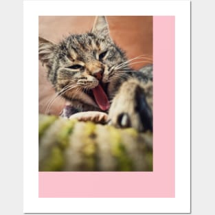 yawning cat Posters and Art